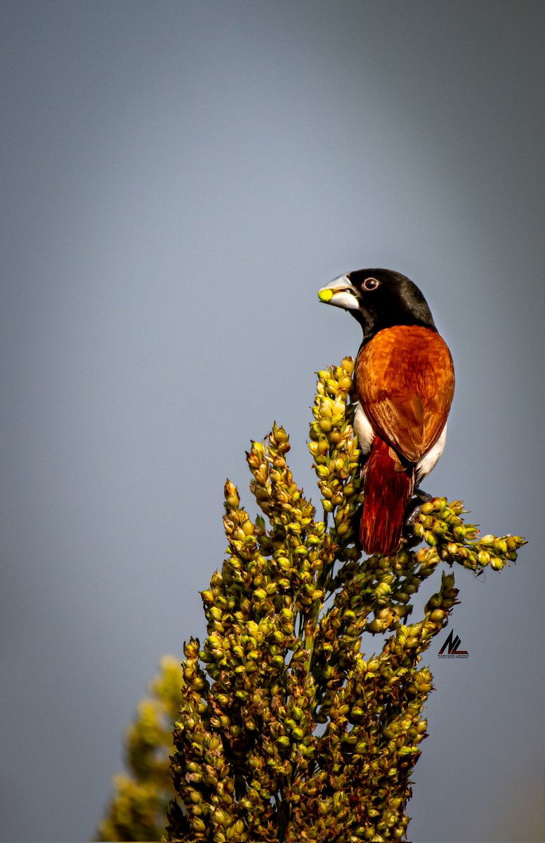 Tricolored Munia
#BBCWildlifePOTD
#WildCard
#thePhotographyHours
#NatureForLife
#IndiAves
#TwitterNatureCommunity
#birdwatching
#BirdsofParadise
#birdsofindia
#BirdTwitter
#ThePhotoHour
@NikonIndia 
@natgeowild 
@NatureattheBest 
@WildlifeMag 
@allinonevivek 
@vinniisharma