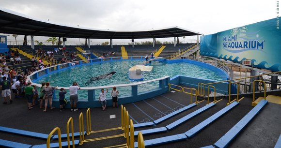 AWIOnline's tweet photo. ACT NOW and demand USDA Secretary Vilsack rescue Toki and her fellow marine mammals from #Miami Seaquarium and their unacceptable standard of care: https://t.co/LeLHdQleY0 #Tokitae https://t.co/el4UDpD5IR
