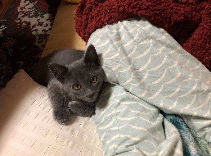 Twitterのコスプレ画像2