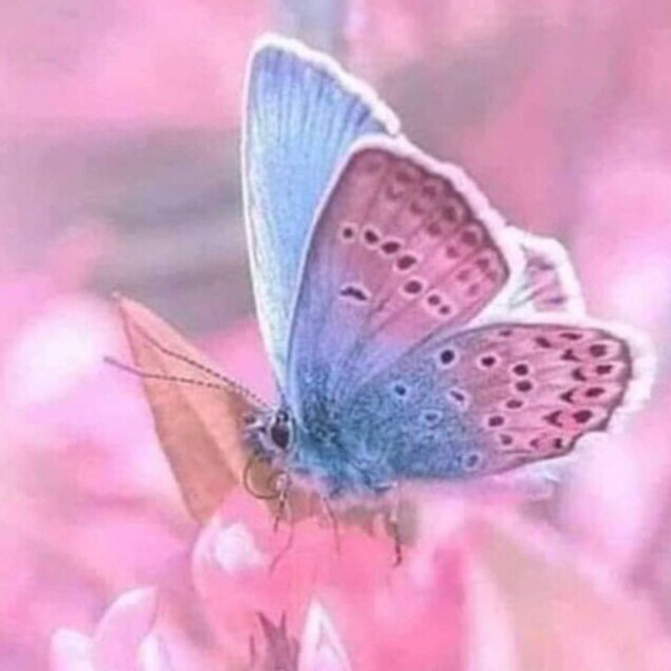 brenPhotography's tweet photo. The butterfly does not look back at the caterpillar in shame, just as you should not look back at your past in shame. Your past was part of your own transformation. 
                       ~ Anthony Gucciardi https://t.co/kWTv4m0VkX