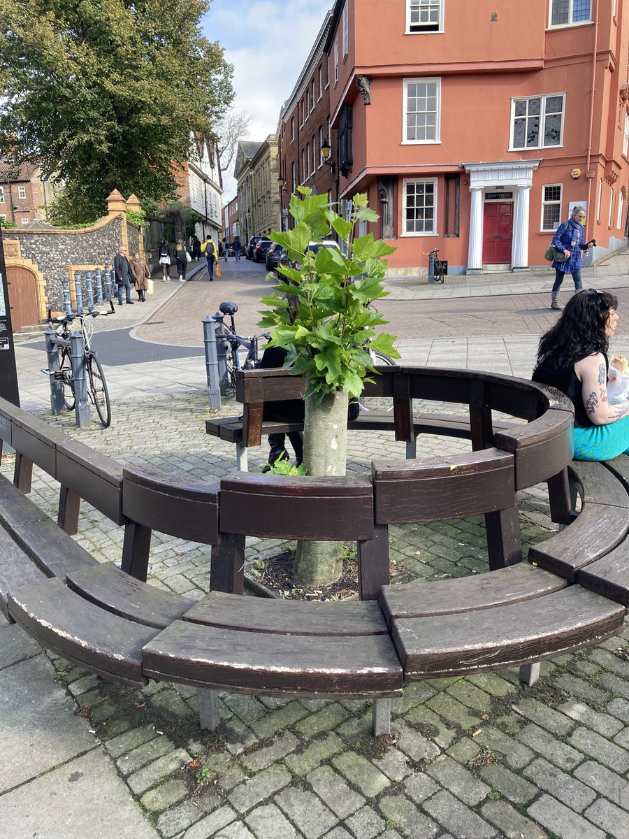 Please can we have a new tree in here, ⁦<a href="/NorwichCC/">Norwich City Council</a>⁩?