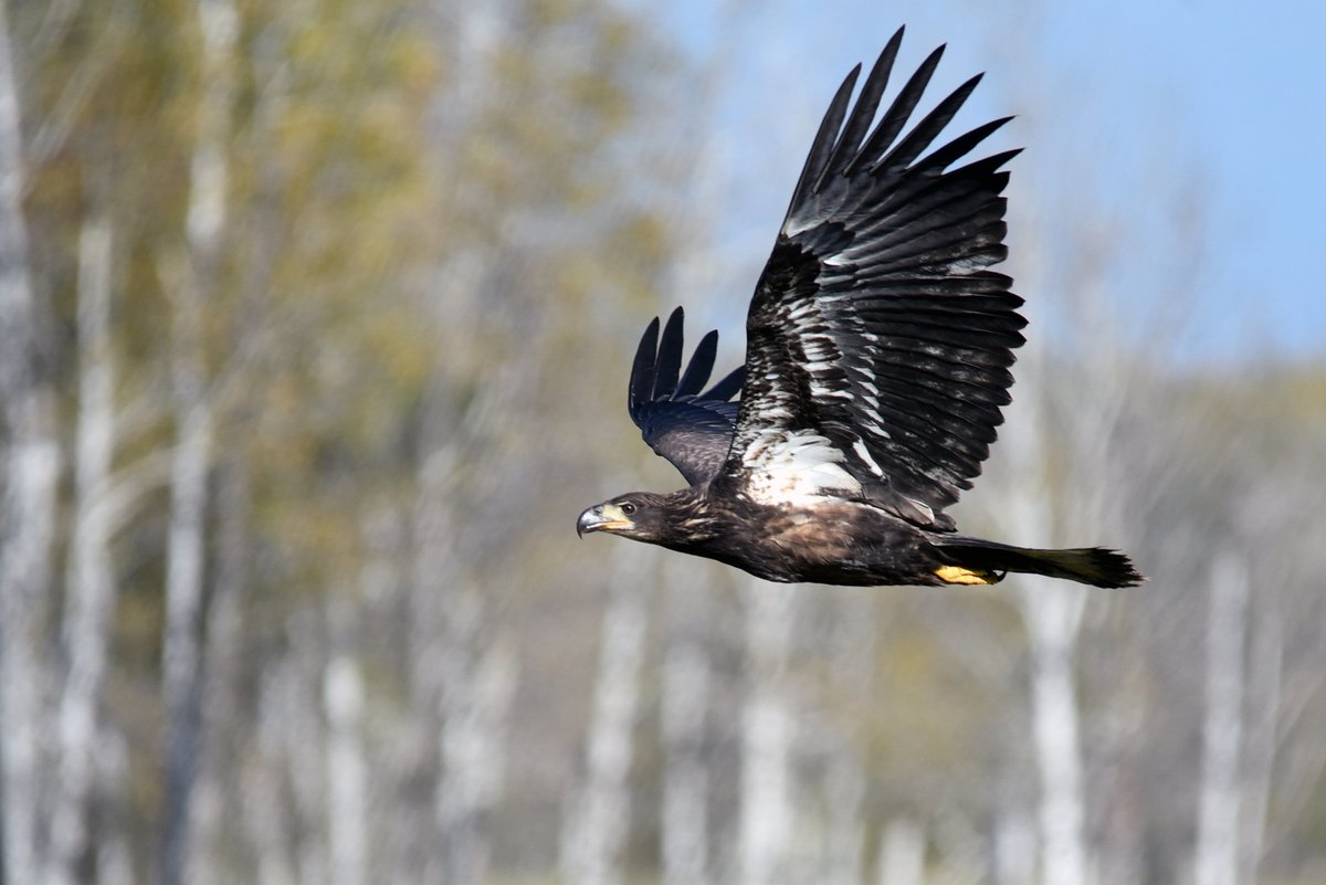USFWS's tweet photo. Young bald eagles look a lot different than their parents. It can take four years for their eyes and beak to change from brown to yellow and then another year for their characteristic white head. Have you seen any bald eagles lately? Photo by Courtney Celley/USFWS. https://t.co/7R2TeyPYQ1