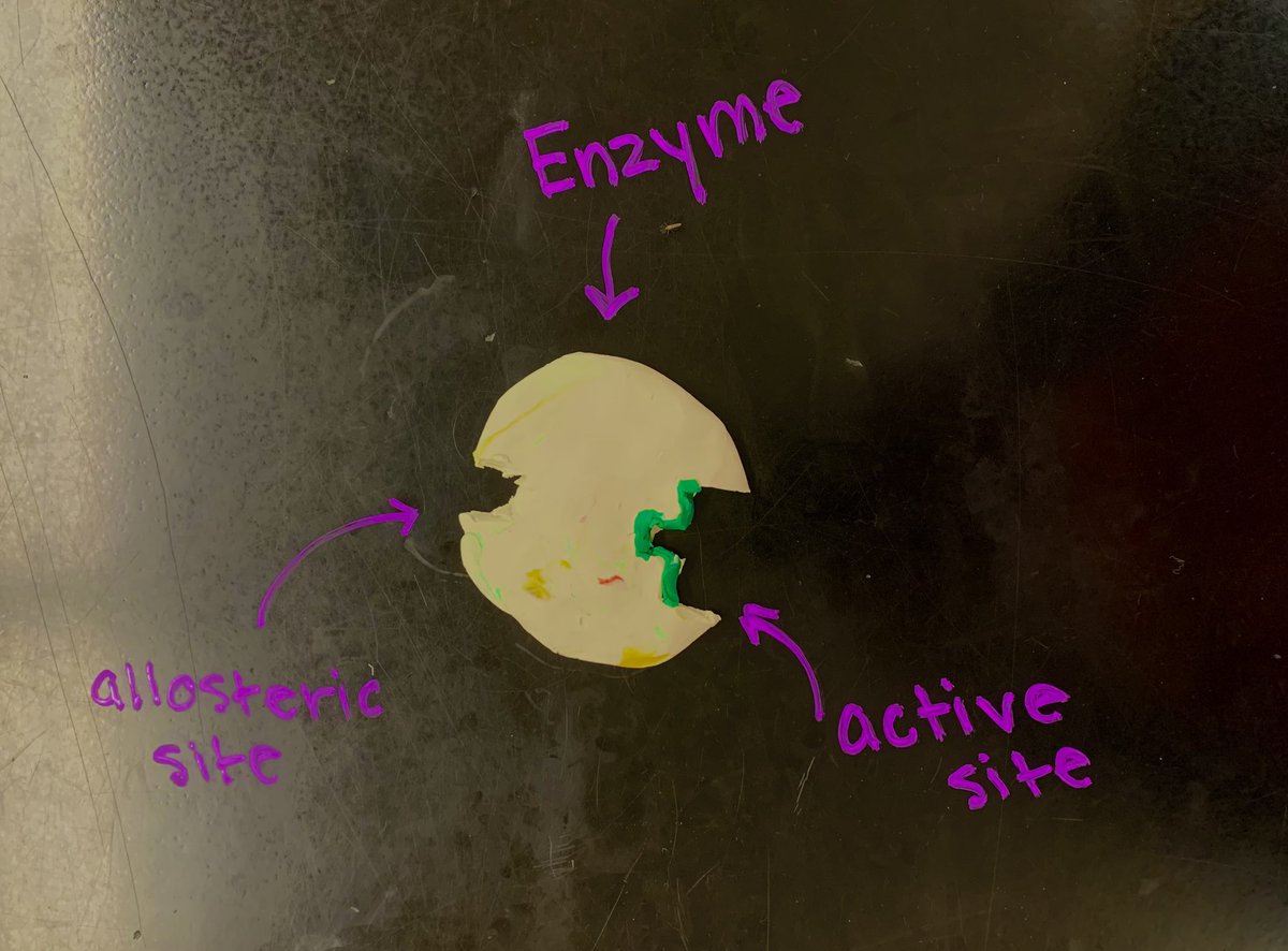 FHSBioVinson's tweet photo. Competitive Inhibition #apbio #funwithclay @AdminsFHS @onceawildcat78 @FCSWildcats https://t.co/ayYjKxRmFm