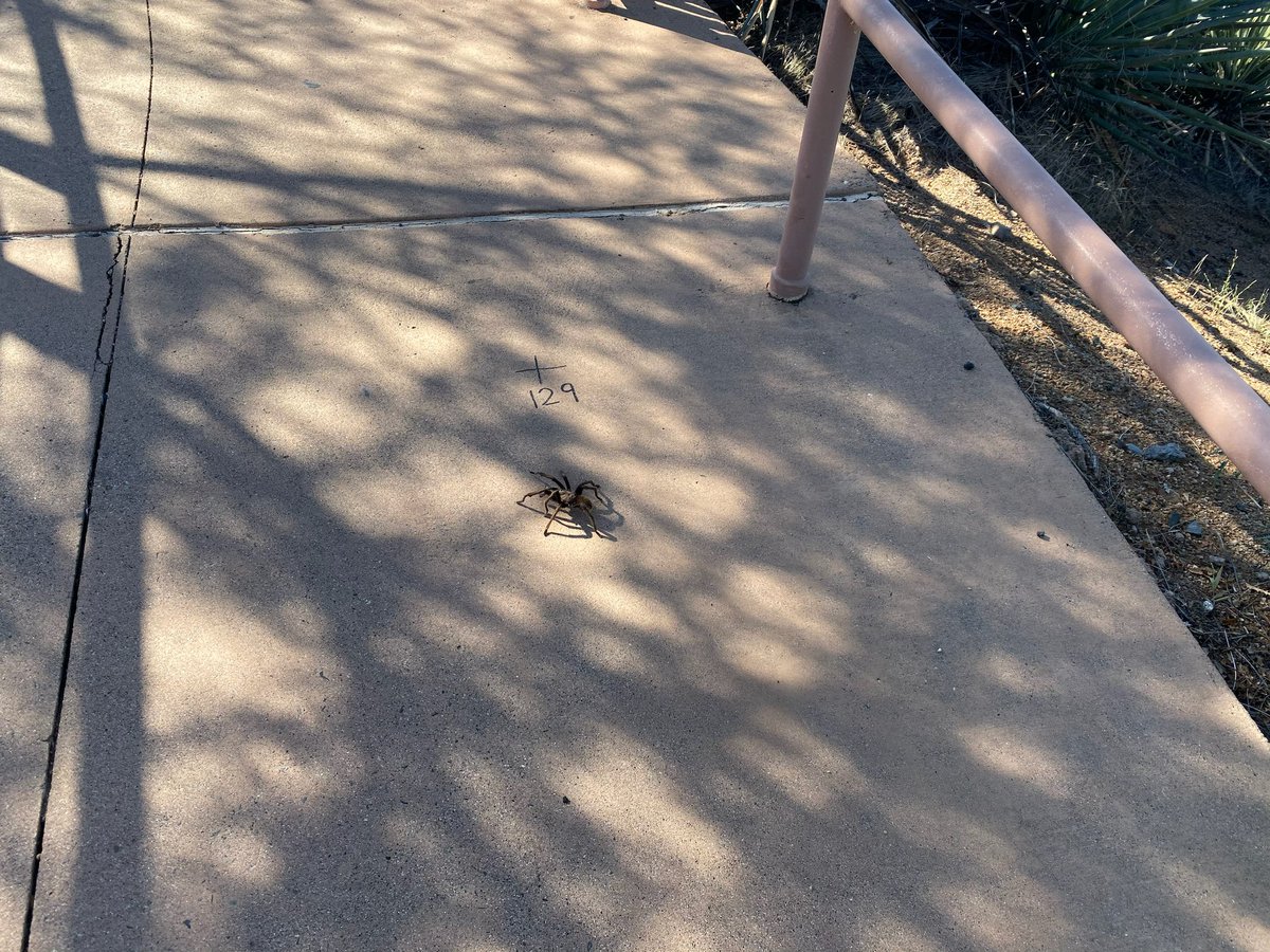 WillWiard's tweet photo. @EITMonline not a centipede but got this from my family in AZ. Nope! https://t.co/X5Nei7fJns