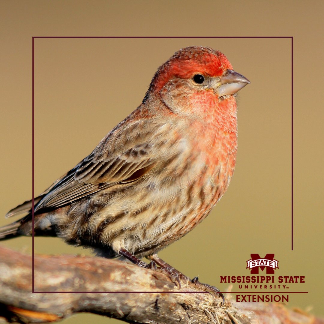 MSUExtService's tweet image. Are you following best practices with your backyard bird feeders?

🐦Tip: Put out only as much seed as will be consumed in a day. Discard wet seed into a garbage receptacle. Do not dump it on the ground.

👉Learn more: ow.ly/IYyl50GnkrT #ExtensionForRealLife #MSUext