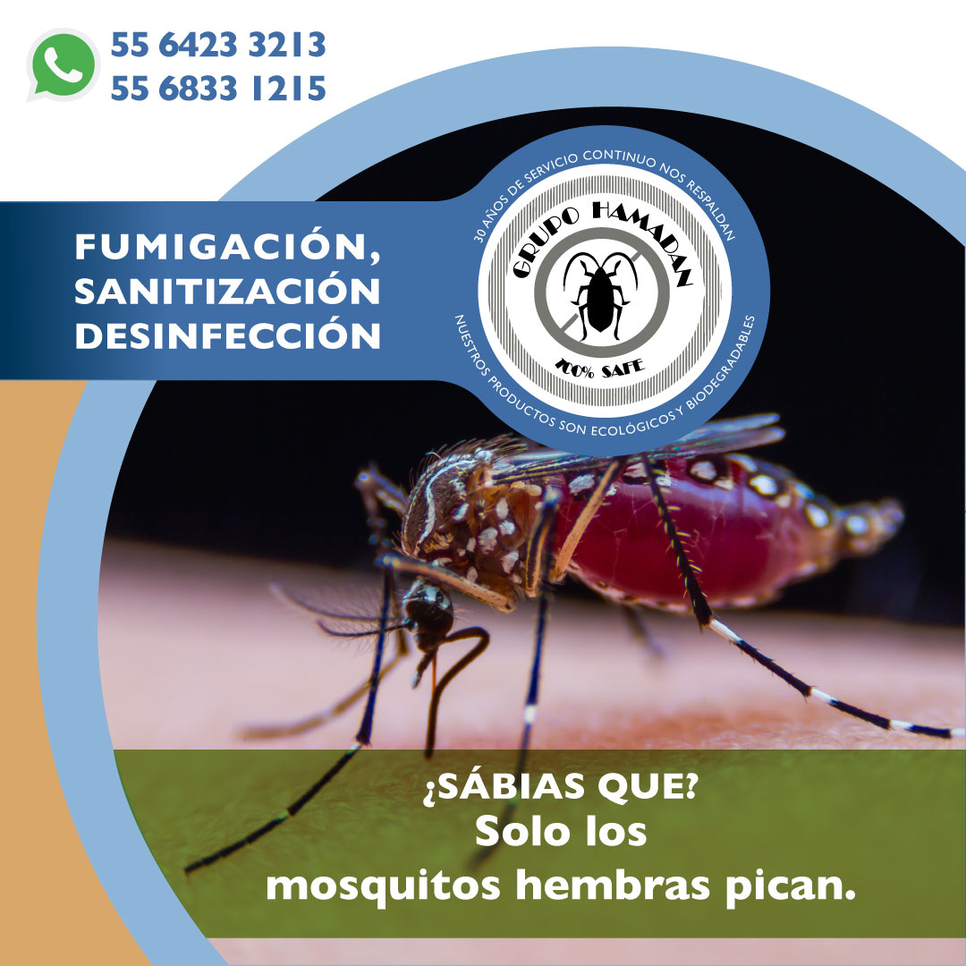 HamadanCv's tweet image. #SabíasQue… Cuando despertamos con una roncha solemos decir “me pico un mosquito”, cuando esto sucede siempre se tratará de una hembra, ya que necesitan de la sangre para poder producir sus huevecillos.
#datoscuriosos  #controldeplagas #sanitizacion #desinfeccion #fumigacion
