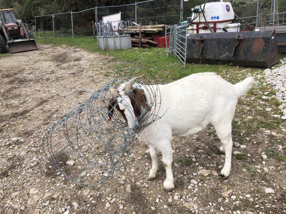 QuarryWoodFarm's tweet photo. Only a goat https://t.co/tWPAVHXOFJ