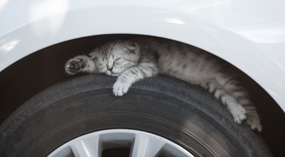 startrescuecouk's tweet photo. Remember as the days get colder, animals are attracted to the warmth of cars. So check wheel arches or other hiding places. #motoringtips #autumn #coldweather https://t.co/O9KYLoU8jt