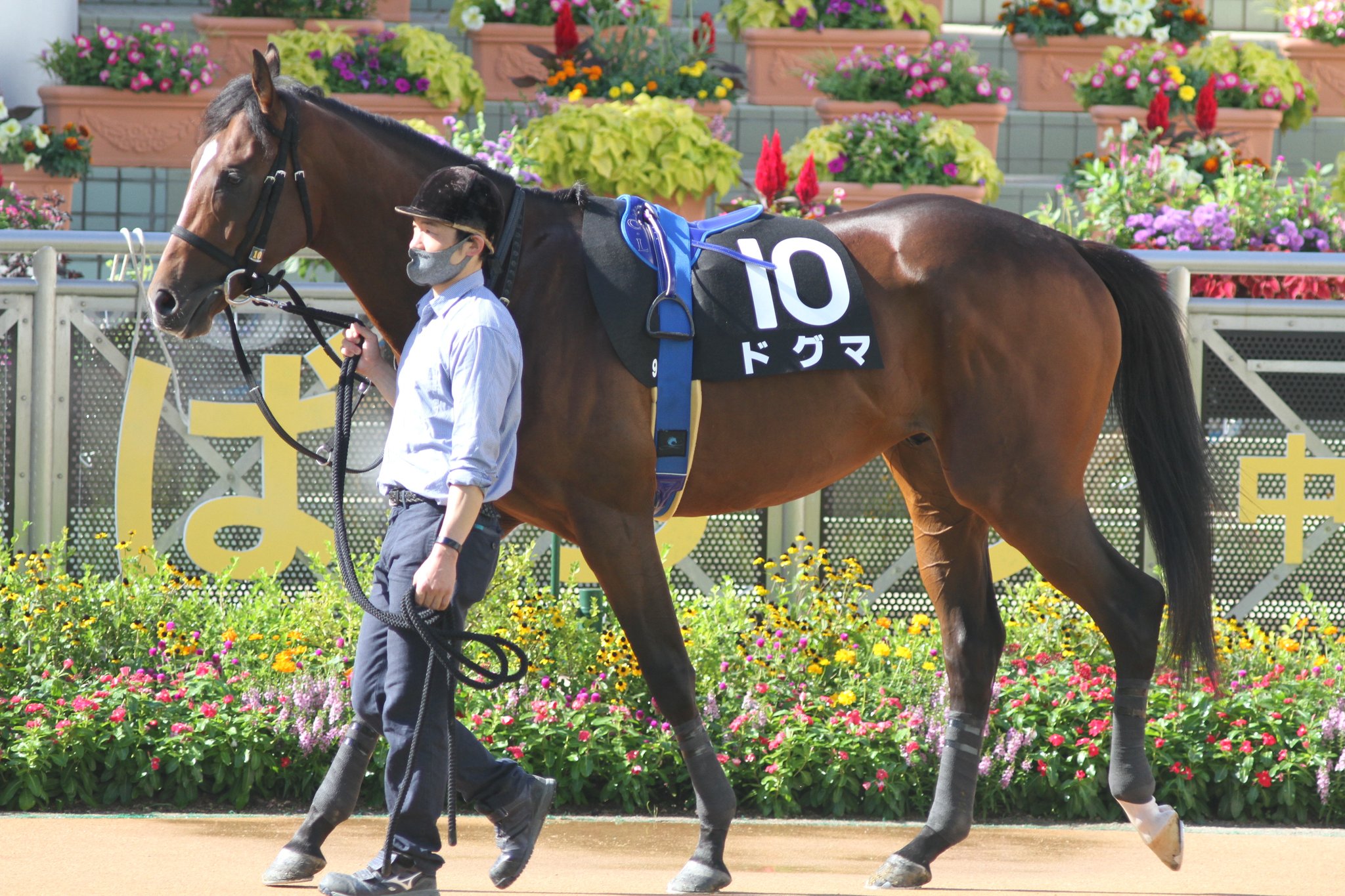 ぶらいあんさんはtwitterを使っています 10月2日 土 の中山競馬 9レース 芙蓉ステークスで4着のドグマ 武幸四郎厩舎所属の2歳牡馬 父は新種牡馬のキタサンブラック 曾祖母は名牝 アンティックヴァリュー 一族にベガやマックロウなど 活躍馬が多数 T