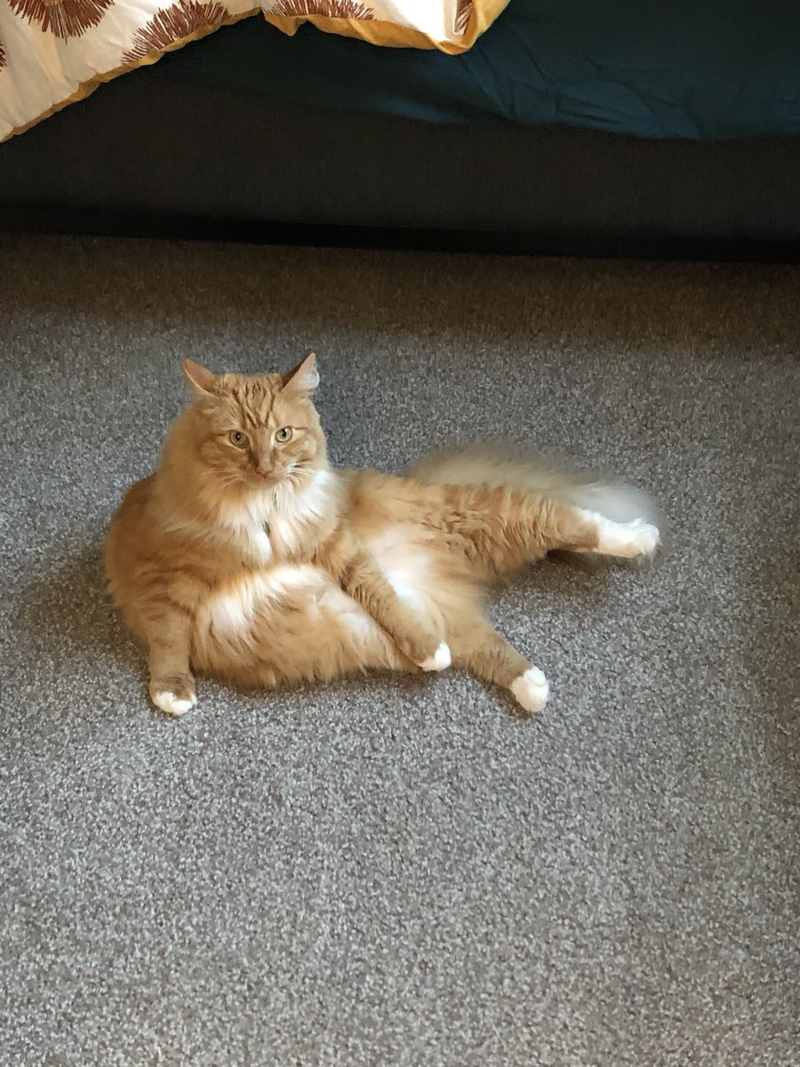 eedee_dear's tweet image. normal bee-havyor