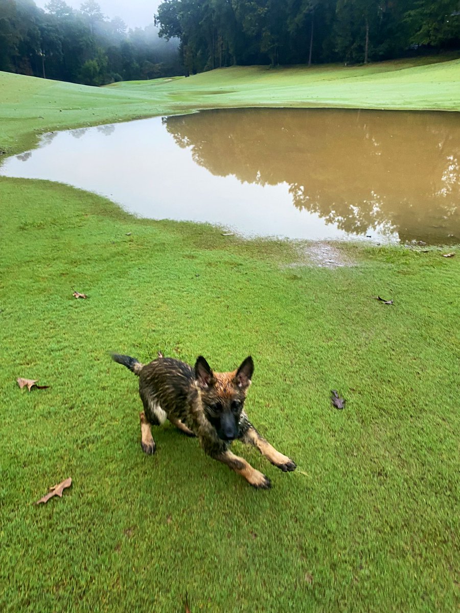Schatze doesn’t mind the 7” of rain last night. <a href="/DogsOfTurf/">Dogs Of Turf</a>