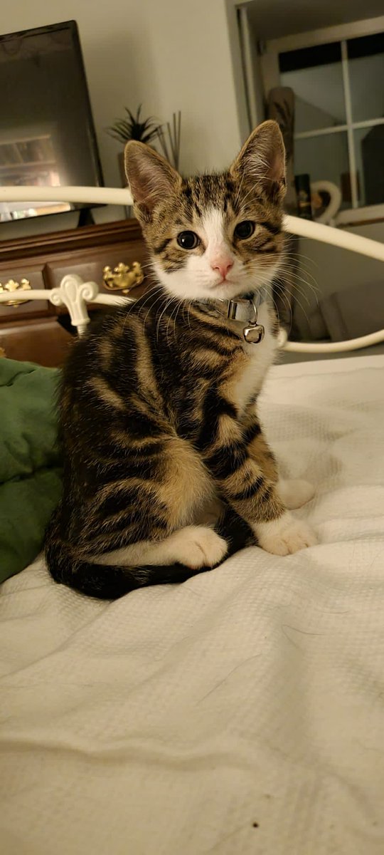 Fern Britton 💙No tick but the real deal tweet media