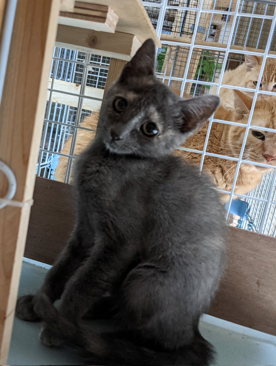 SAVE CAT CAFE【里親募集中】 (@savecatcafe)  Twitter