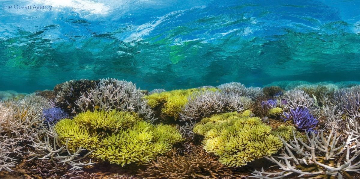 ⚠️ Coral reefs are on the brink ⚠️

They are facing an existential crisis due to the #ClimateCrisis &amp; a range of local threats &amp; stressors, including overfishing &amp; unsustainable coastal development.

#WorldCoralReefStatus interactive: bit.ly/3Dkw4Wf

#GlowingGone