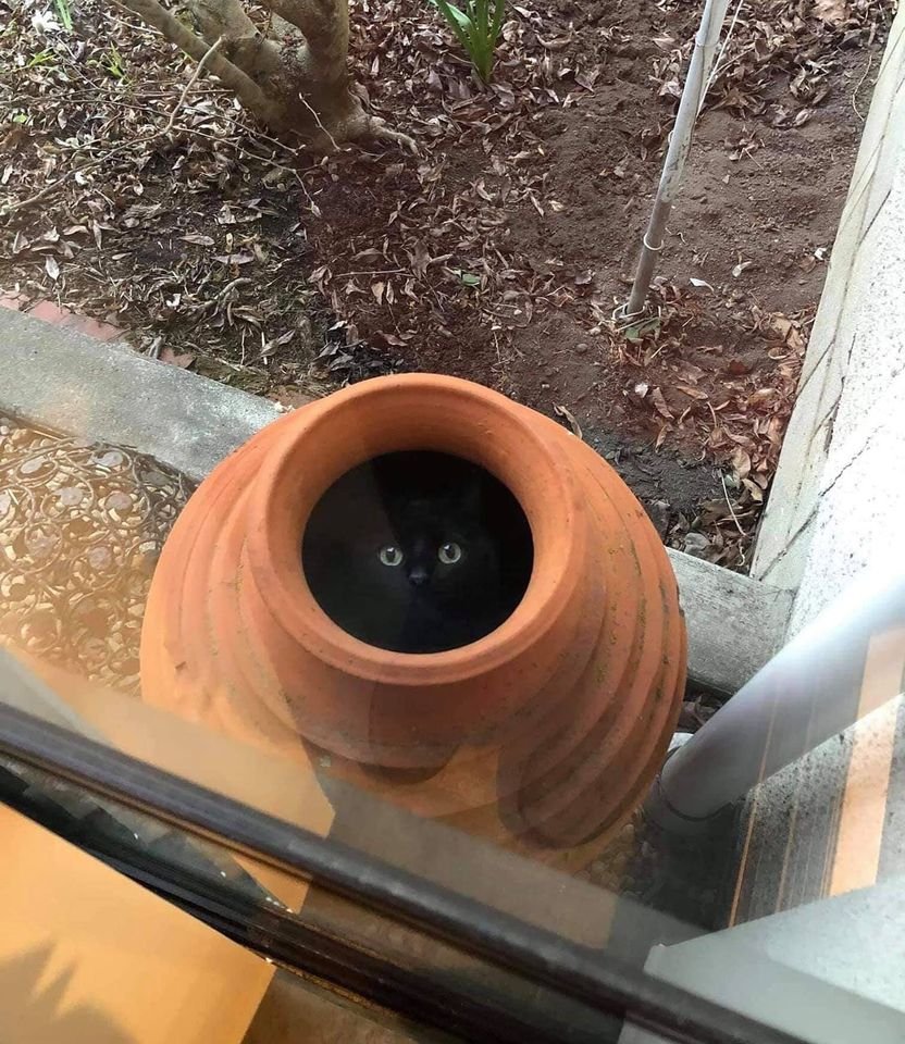 meowsjoy's tweet photo. Peek a boooo I see you 🤪🤣😂😁👀 https://t.co/cd4ZKA53KE