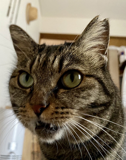 愛猫が飼い主の枕の匂いをかいだら…… まさかの"フレーメン反応"にショックを受ける漫画がちょっぴり切ない https://t.co/PMLkGq4eLn @itm_nlabより 