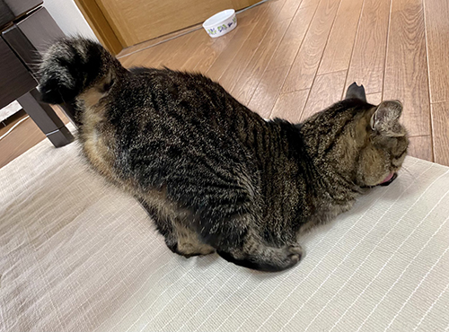 愛猫が飼い主の枕の匂いをかいだら…… まさかの"フレーメン反応"にショックを受ける漫画がちょっぴり切ない https://t.co/PMLkGq4eLn @itm_nlabより 