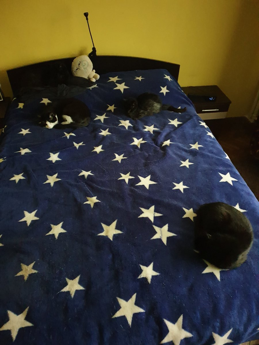 stere's tweet image. Getting ready to be active in about 7 hous and 30 minutes, for the @speedify Live show. How many cats do you see in the picture?
#speedifylive #streaming #blackcatsrule
