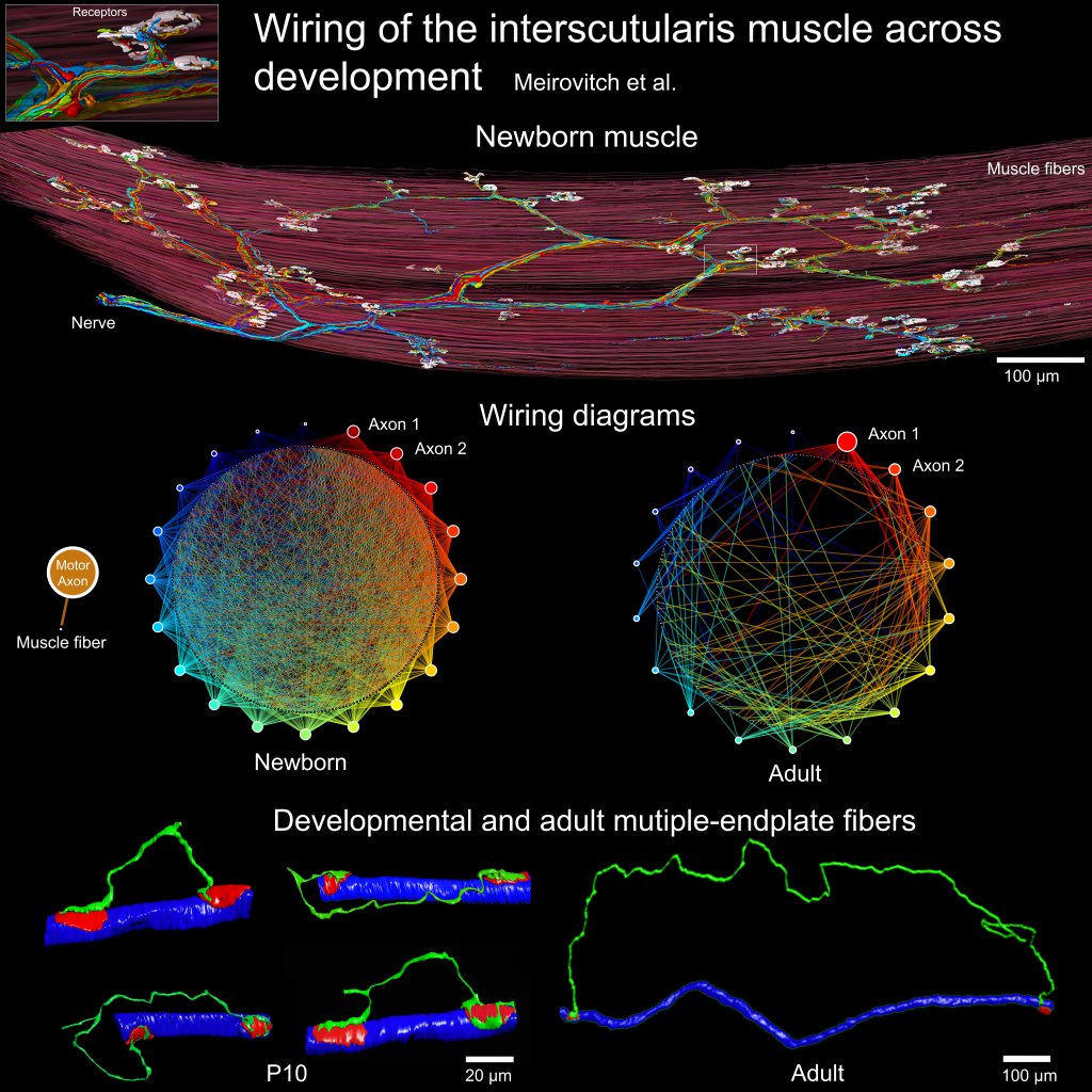 NMJ Research Conference tweet media