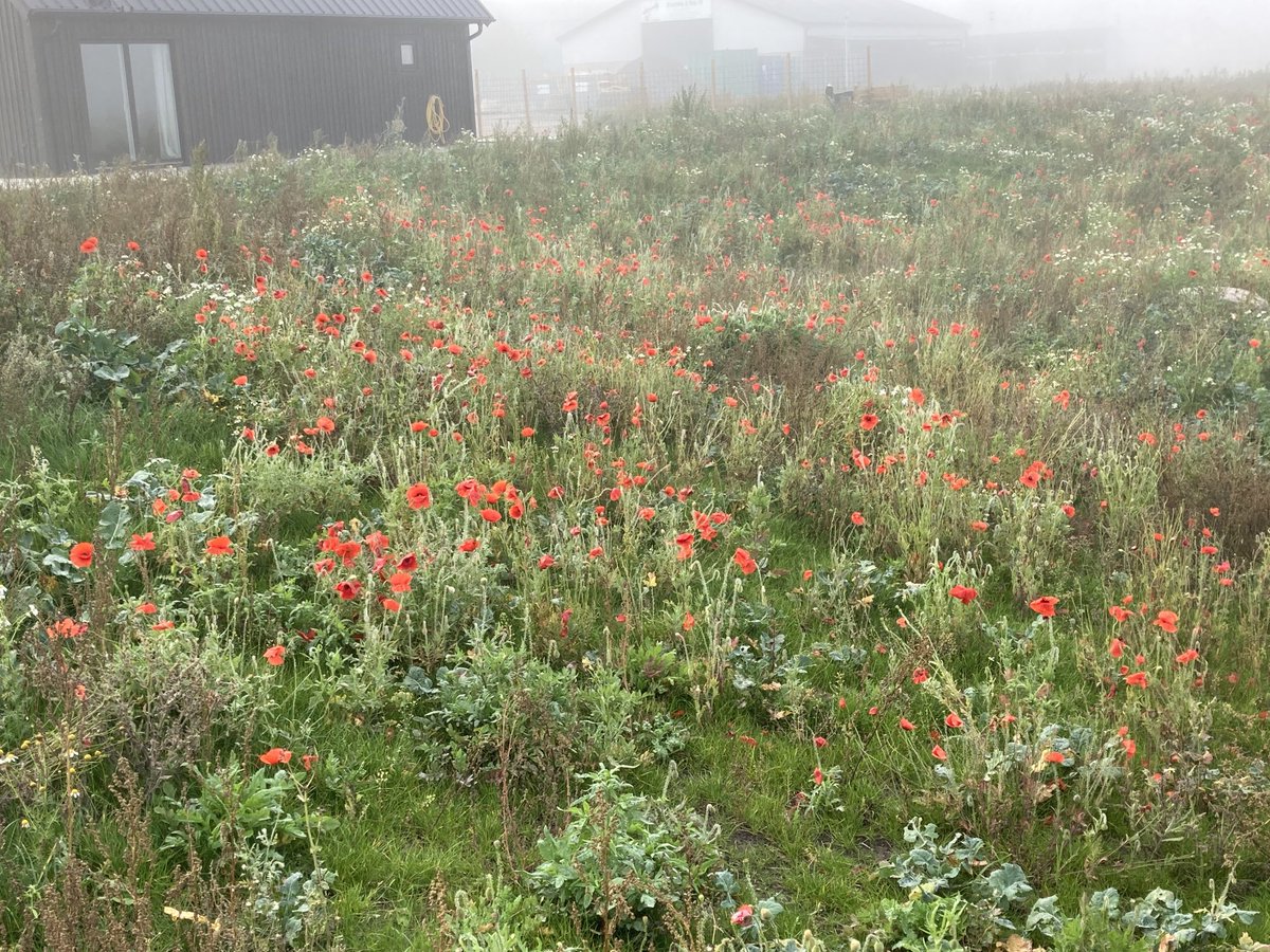 Vallmon ger sig inte…