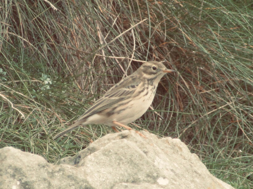 glenkingfisher's tweet photo. Meadow Pipit, Kinsale, a first pour moi. #redconservationstatus 🔴 https://t.co/xbtSwl5Tia