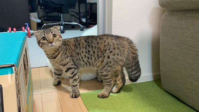 猫が初めての大地震に驚き タヌキのようにぶわっと太くなってしまったシッポがいとおしい ねとらぼ