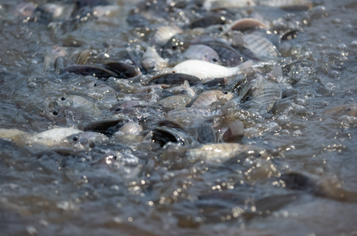 eagles_catch's tweet photo. The ocean cannot meet the needs of our population. Over-fishing has been slowly depleting the natural stocks, and pollution is poisoning what is left. 93% of all wild stocks are either over-fished or maximally sustainably fished. 

Eat farm raised, sustainable tilapia. https://t.co/7hBi0kkMq9