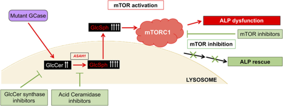 StemCellsTM's tweet image. Elevated glucosylsphingosine in Gaucher disease induced pluripotent stem cell neurons deregulates lysosomal compartment through mammalian target of rapamycin complex 1

#ExperimentalModel #iPSC #NeuralDifferentiation #Neuropathy #SignalTransduction 
 bit.ly/3nXf3wZ
