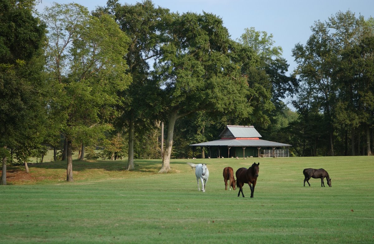 GH2Equine's tweet photo. Perks of living on the same property as your barn? Continuous moments like this and this and this and this… https://t.co/SYmsG9PLH2