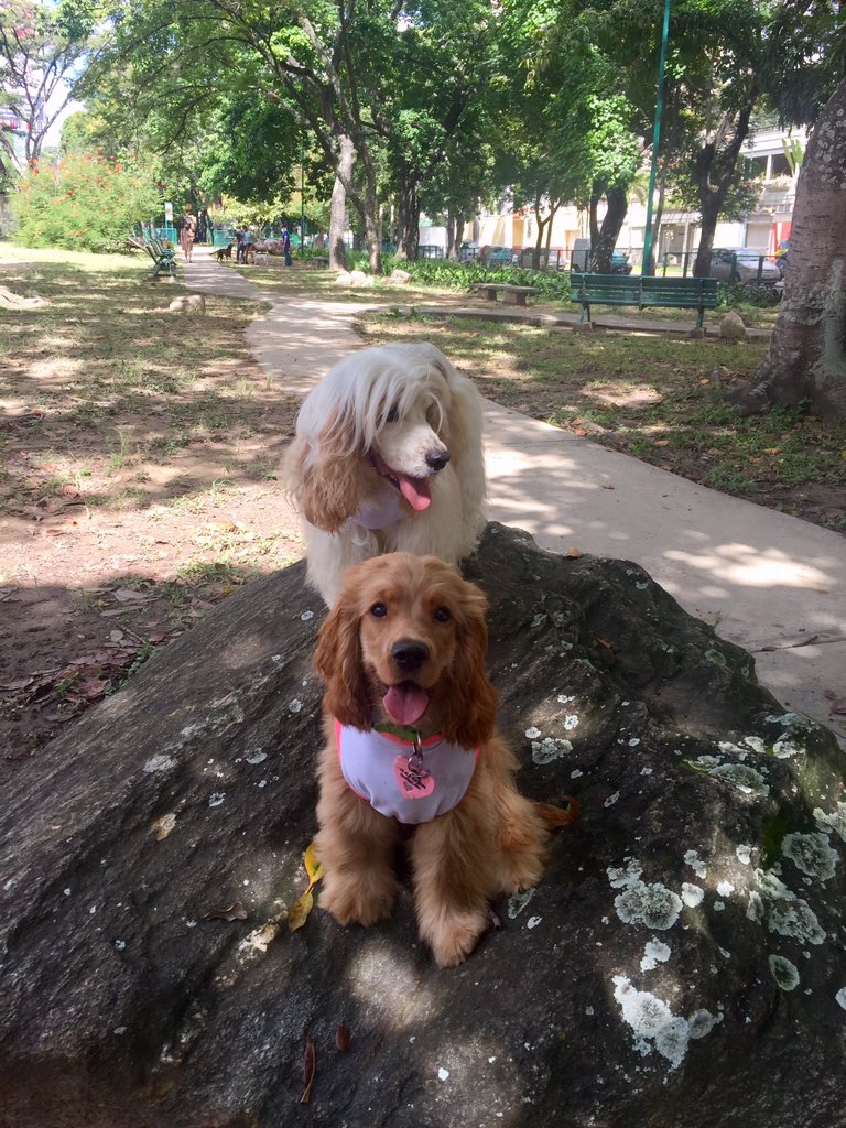 SaberCanino's tweet photo. @gustavopierral Mis mascotas y yo siempre te escuchamos cada mañana !!! Amamos la excelente música que nos regalas !!! GRACIAS !!! https://t.co/wQRJd0dwRF