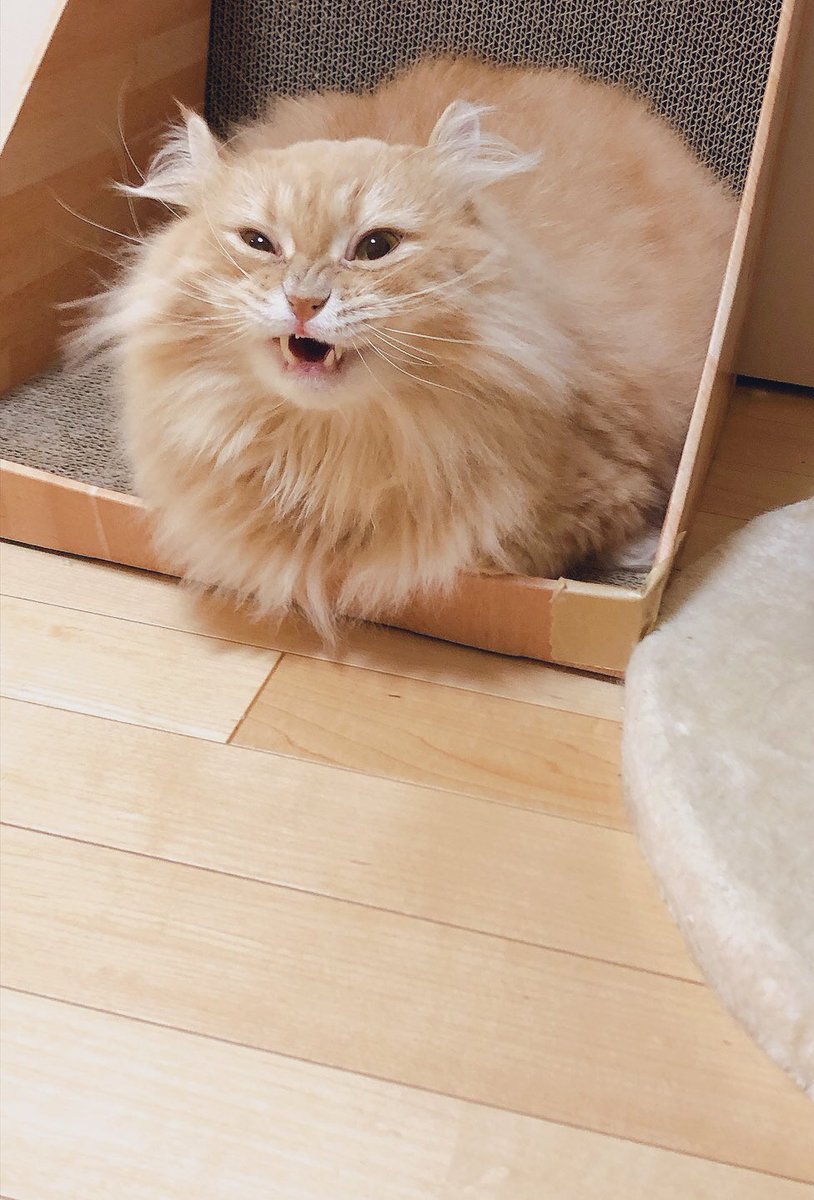 寝る猫、固まる猫、飼い主のせいだと思う猫u2026地震の後のいろんな猫さん