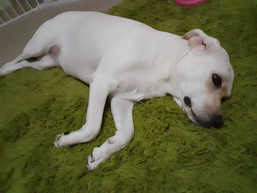 犬を飼うとゴキブリが居なくなる 犬が大丈夫な駆除方法も紹介 今週のペルル店長