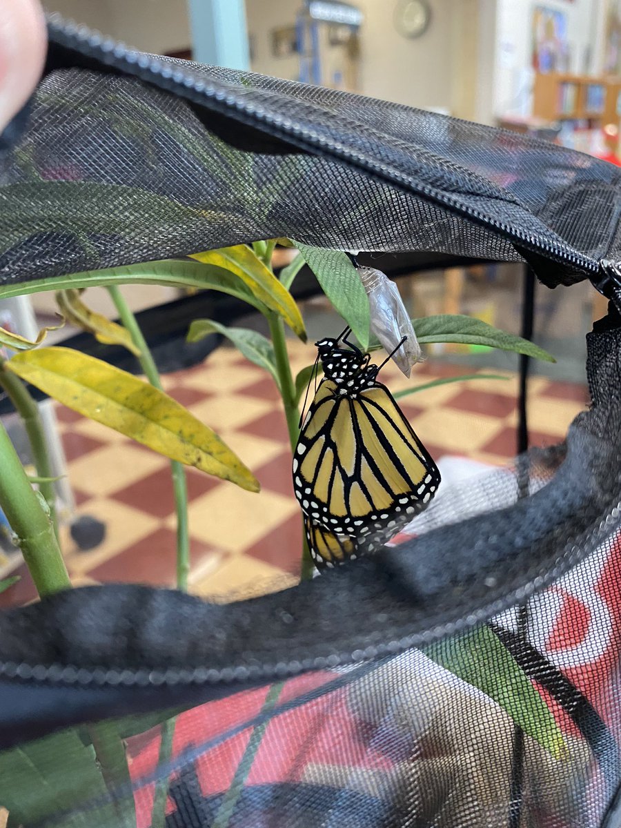 Our butterfly has emerged. Metamorphosis is complete.