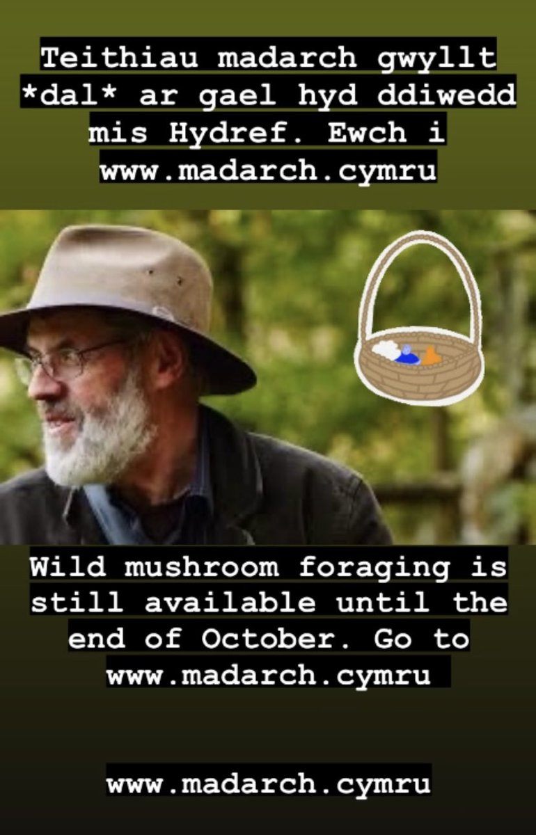 🧺 Teithiau madarch gwyllt dal ar gael!🧺 Wild mushroom forgaging still available! #Cymru #Wales #mushrooms #madarch