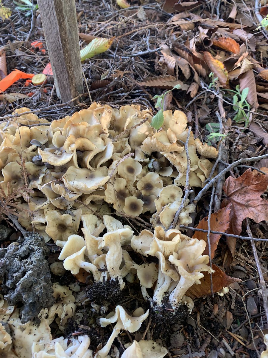 Ok twitterverse what type of mushrooms? And are the edible? <a href="/morelmushrooms/">Morel Mushrooms</a> <a href="/mylifetactical/">Matt Wilson</a> <a href="/MushroomGroup/">Mushroom</a>