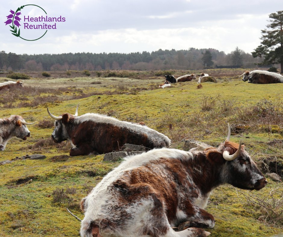 sdnpa's tweet image. Did you know, grazing livestock are the ideal conservationists?

Grazing helps maintain open heathland habitat which benefit a wide variety of wildlife.
Look out for cattle on your local heath, and remember to keep dogs on leads near them, thank you!

#TakeTheLead #HelpYourHeaths