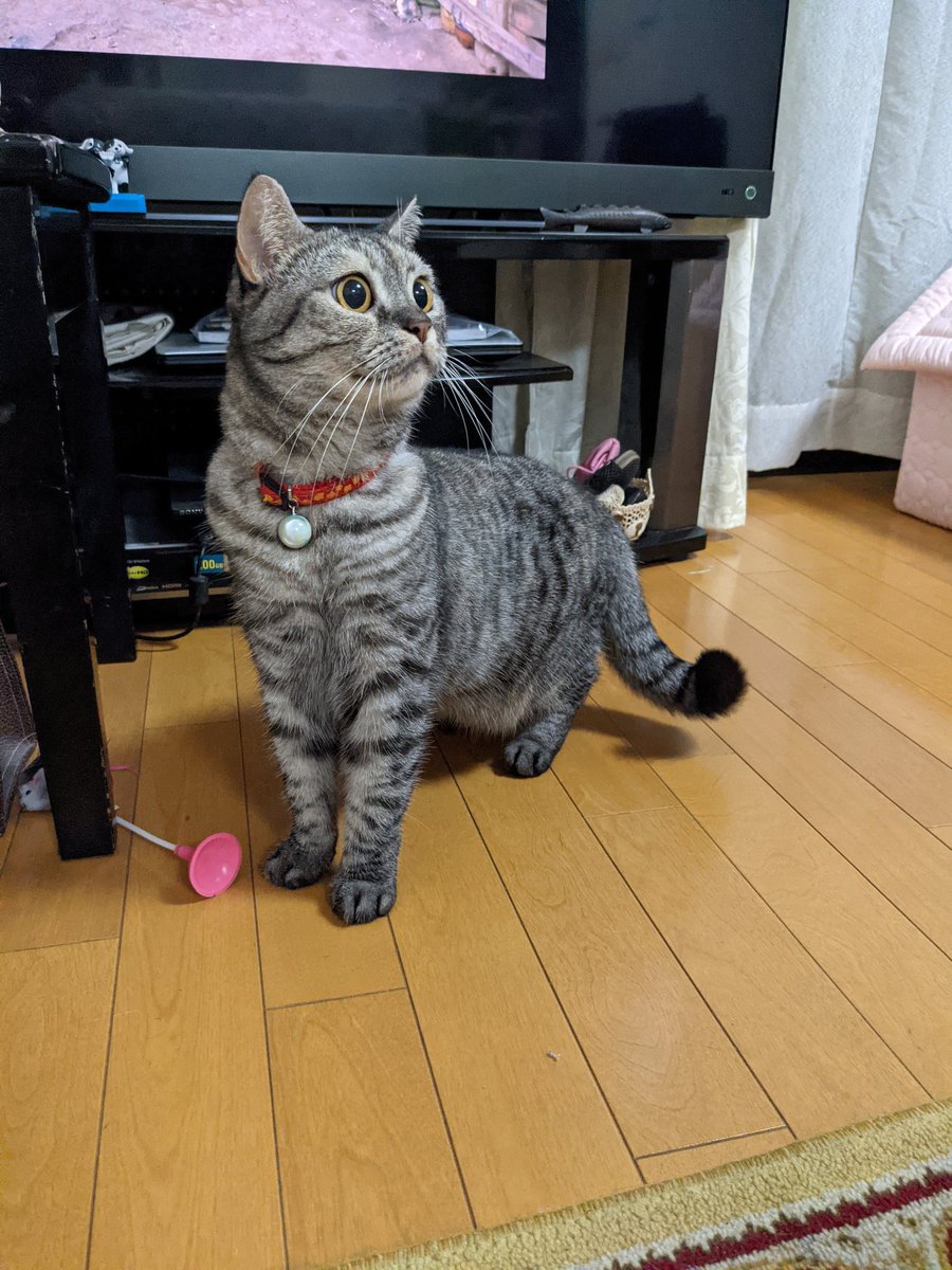 catnap707's tweet photo. 地震直後のアンちゃんの様子。

ちょっと興奮している感じ。

#猫 #ネコ #ねこ #マンチカン #猫好きさんと繋がりたい #猫のいる暮らし #ネッコ #cat #kot #gato #katze  #chat #gatto #miao #yaong  #кошка #Мяу #munchkin #고양이 https://t.co/2pBUeALGxp