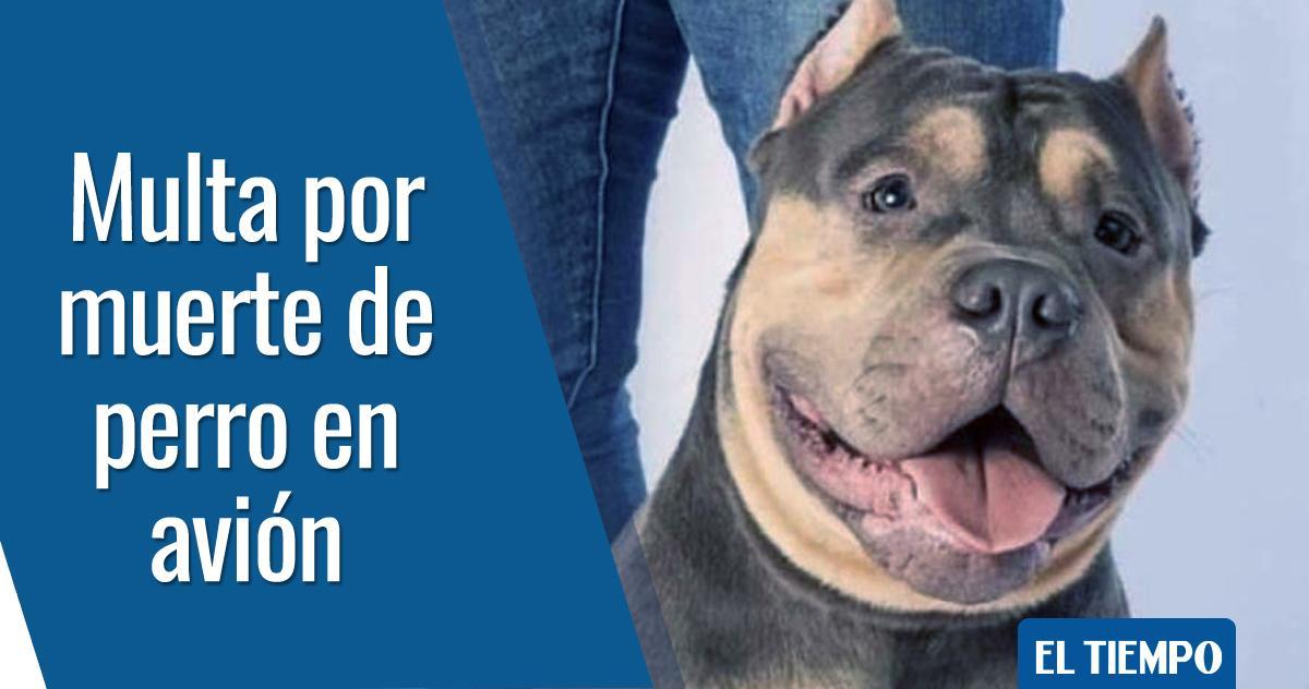 ELTIEMPO's tweet photo. Easyfly, multada con casi 53 millones de pesos por muerte de perro Homero → https://t.co/ogyy0RoPBi https://t.co/2fpIyfQyjf