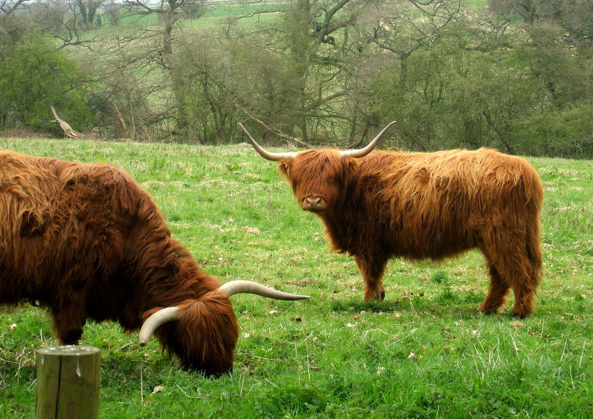 A new Farming in Protected Landscapes Officer is appointed to the #northwessexdownsaonb to deliver this important programme of funding for farmers &amp; land managers.
bit.ly/3DnADz5
@NorthWessexAONB 
#northwessexdowns #wiltshirefarming #hampshirefarming #berkshirefarming