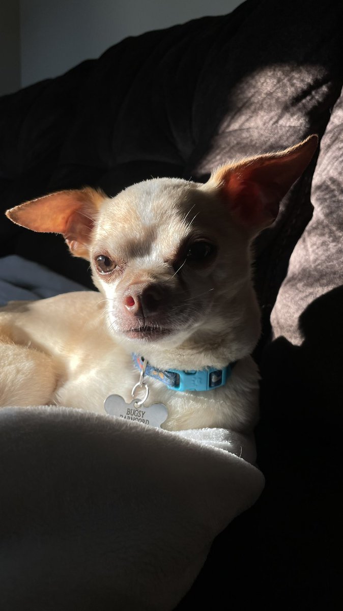 AnthonyBarncord's tweet photo. Rest In Peace to my best friend since the age of three, who goes by the name of Bugsy. You will be forever loved and never forgotten. https://t.co/oFCy0TFkzn