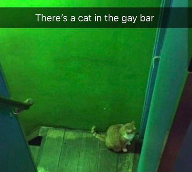 patchesalt's tweet image. 🤨