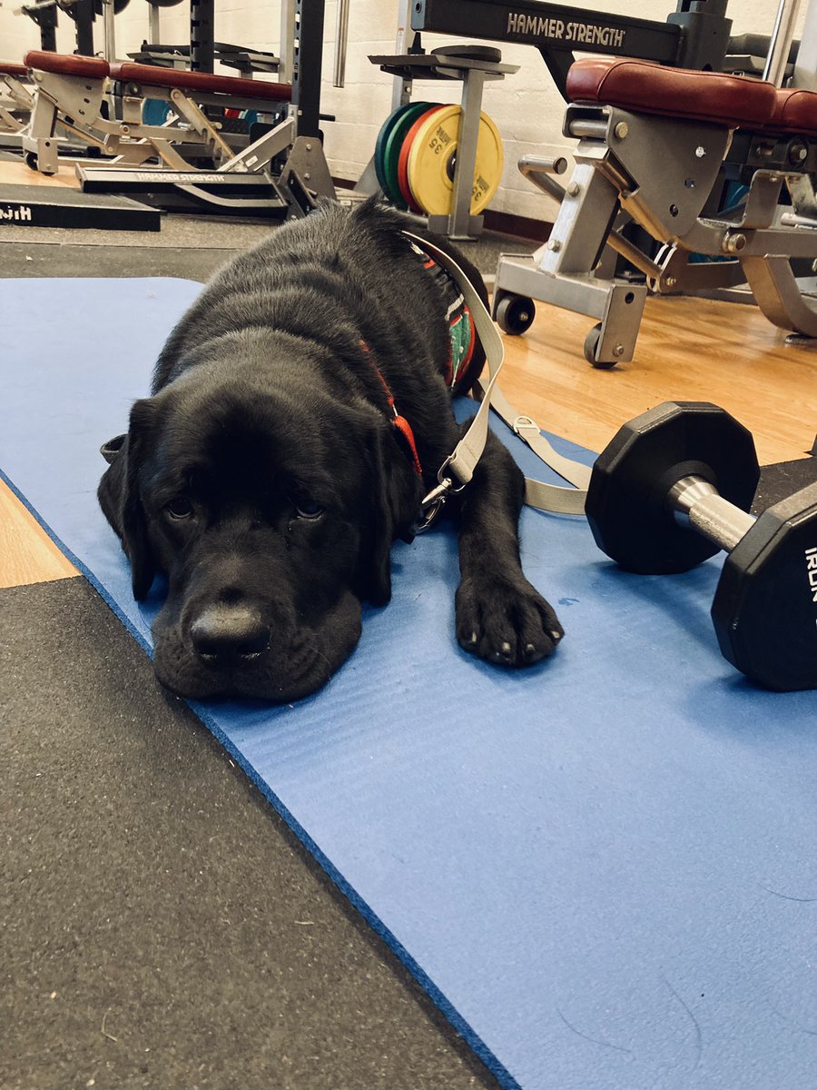MASHPhysEd's tweet image. Downward dog.  🧘 🐶
