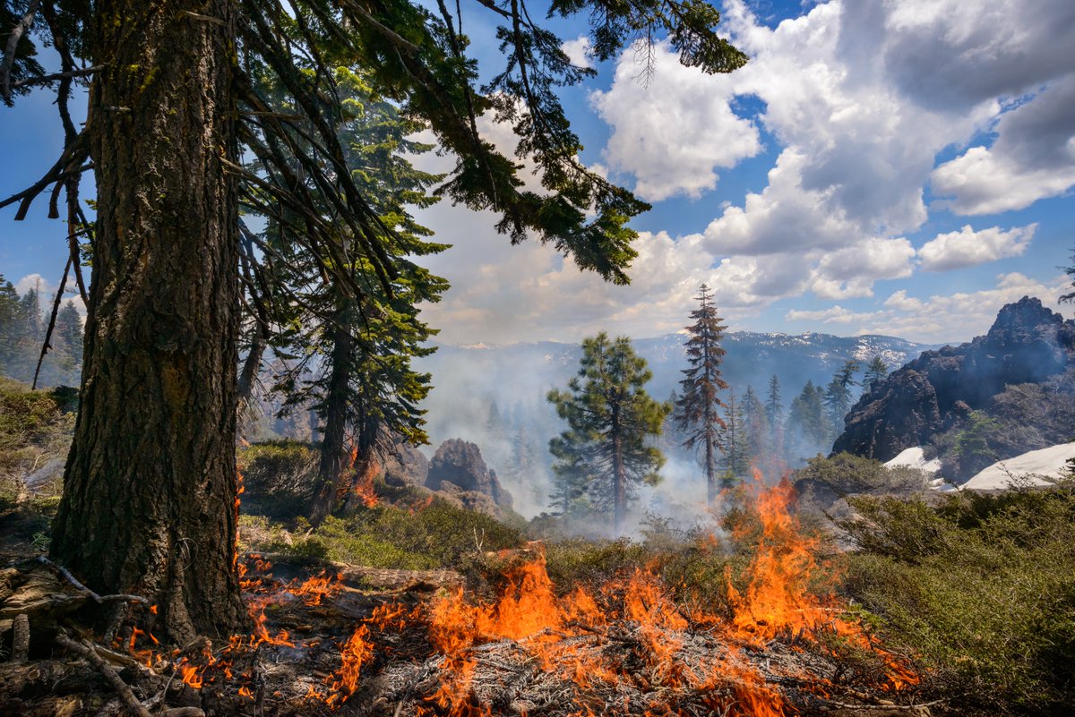 This is a story about the need for Prescribed (Rx) Fire. It starts like this: Hundreds of years ago, lightening and individual groups of indigenous people ignited low and medium intensity fires that routinely burned the mixed conifer forests of the Sierra Nevada. We call this
