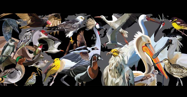NoraW8's tweet photo. Happy #WorldMigratoryBirdDay ! 🦜🦆🦃🦅🕊️
Migratory bird conservation requires close cooperation of countries along flyways and actions in gardens, villages and cities to help create safe havens for birds.
@BonnConvention @unep_aewa 

https://t.co/IMhti6f3iM https://t.co/FzdkpCvrtC