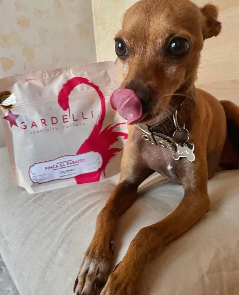 GardelliCoffees's tweet photo. A Barista's dog will always be okay with his human friend's taste.
#GardelliSC #GSCr https://t.co/QfOMZMCx0K