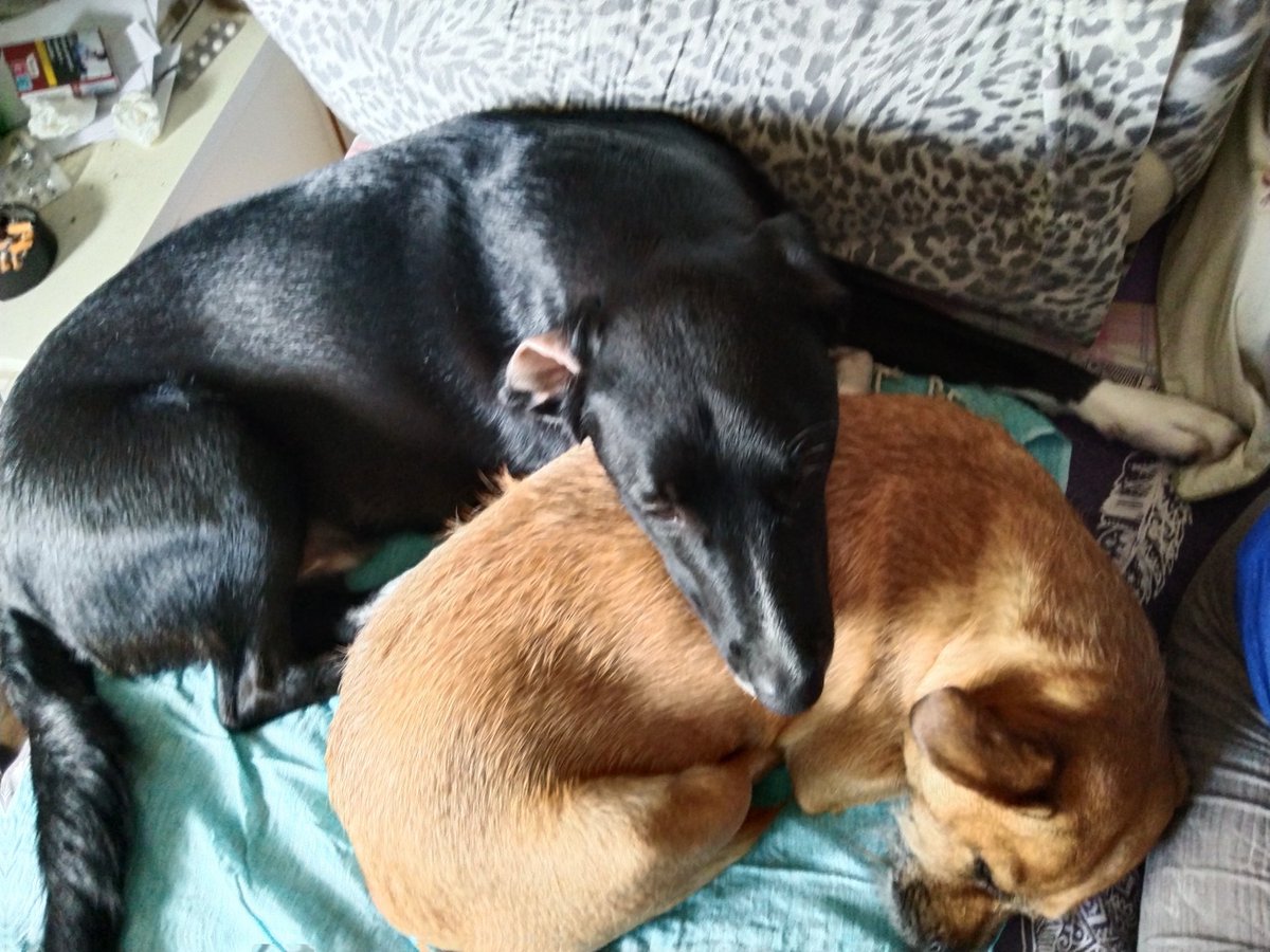 Sande75's tweet photo. @HMalaguenas Zeus (negro) y Troya. ❤️❤️😍 https://t.co/sM7BByKtkL