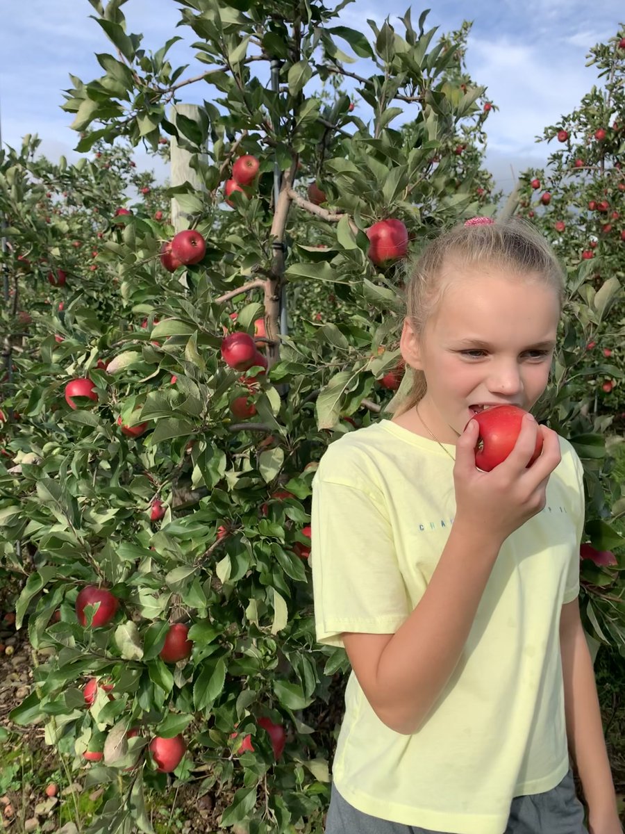 RubyFrostApple's tweet image. Nothing says 🍂 fall like a trip to your local orchard to pick freshly grown apples and drink apple cider. 

If you live in Upstate #NewYork, head to @Beakandskiff Orchards to pick #RubyFrostApples. 

Tag us in a photo picking your RubyFrost apples! 🍎 informnny.com/news/local-new…