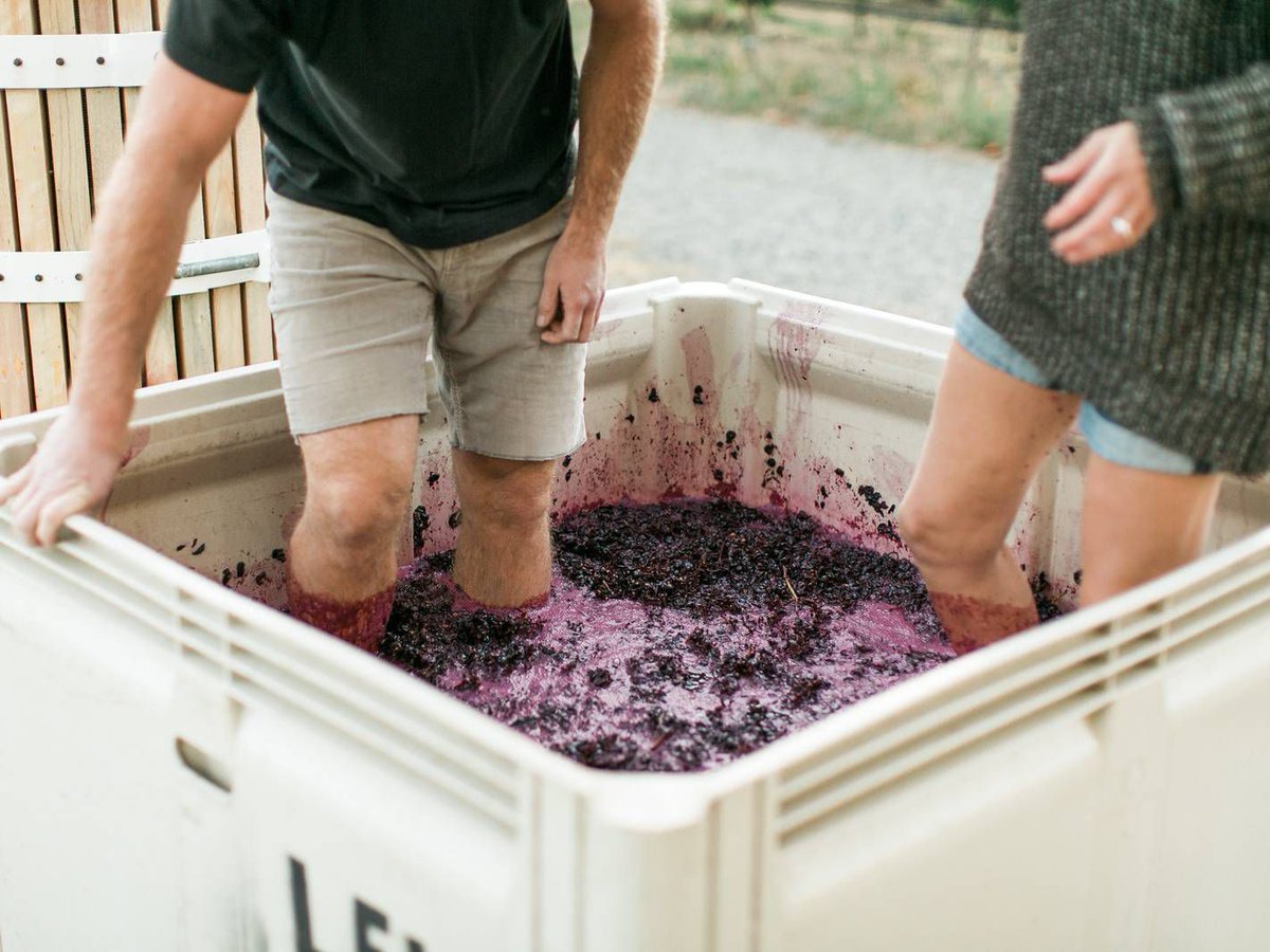 News Flash⚡ BC wine, family and farming. Behind the scenes during harvest at BC’s family-run vineyards. By <a href="/VancouverSun/">The Vancouver Sun</a> 

Read: ow.ly/Sopo50GnhiA #BCWineLife

Featured: <a href="/BlueGrouseWines/">Blue Grouse Estate Winery</a>  <a href="/RobinRidgeWine/">Robin Ridge Winery</a> Nostalgia Wines <a href="/TownHallBrands/">Town Hall Brands</a>