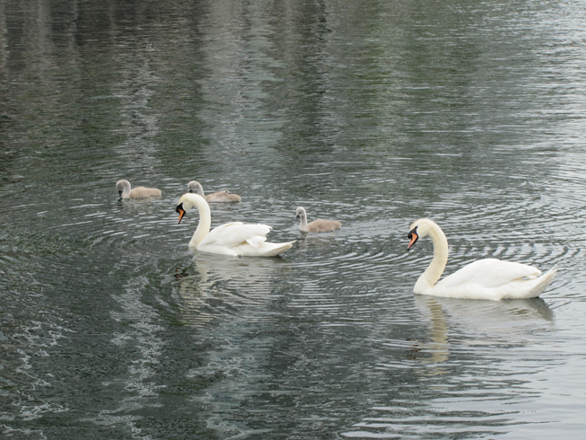 MancunianBirder's tweet photo. GREATER MANCHESTER GREEN SUMMIT 2021
#ThePerfectTen #TheBigFive #GMGreenSummit
James Walsh, aka The Mancunian Birder, invites you to swan around the docklands on Monday 18th October from midday to 12:30pm
Meet in the foyer area @The_Lowry at 11:50am for a lunchtime eco-tour https://t.co/O5v5SVQbP3
