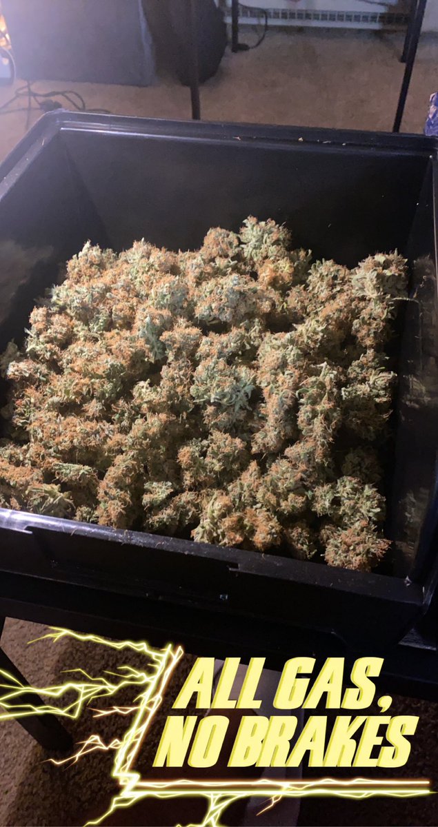 beanboozled_420's tweet photo. Canโt wait for the next grow...
#staygrowing #firstrun https://t.co/NRngxjZSLY